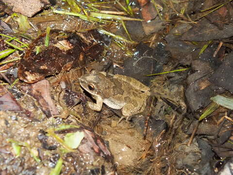 Image of Mountain Chorus Frog