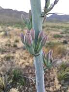 Image de Agave gracilipes Trel.