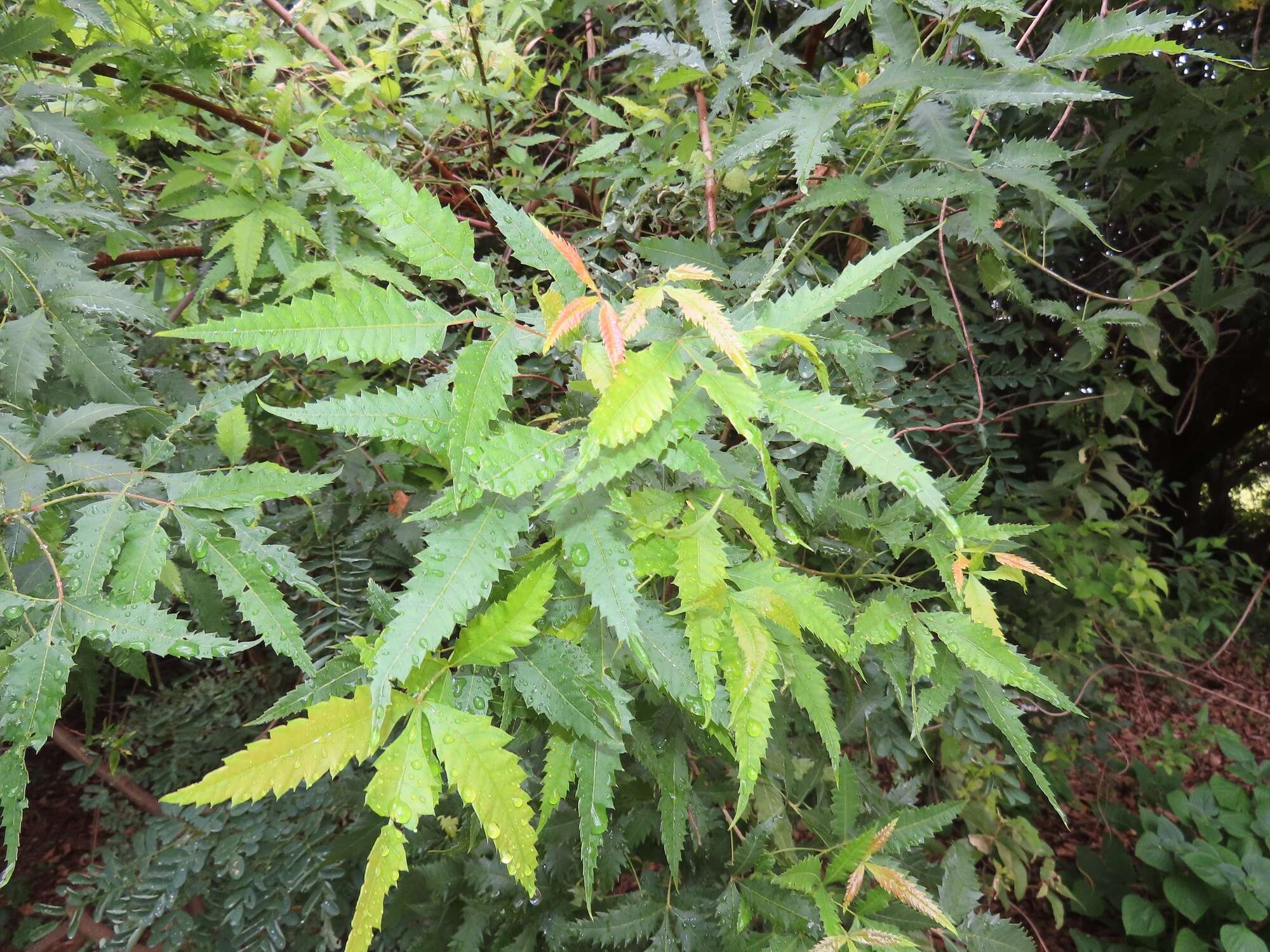 Image of African poison oak