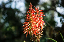 Image of candelabra aloe
