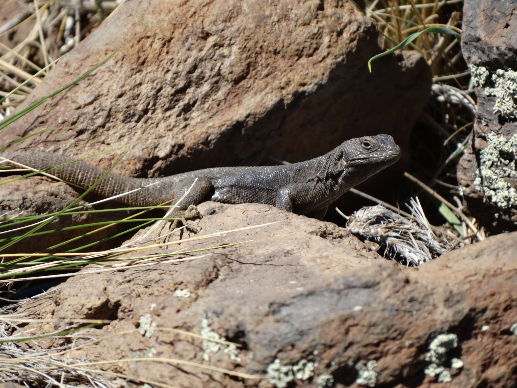 صورة Liolaemus austromendocinus Cei 1974