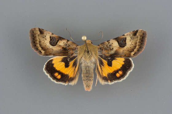 Image of <i>Heliothis australis</i>