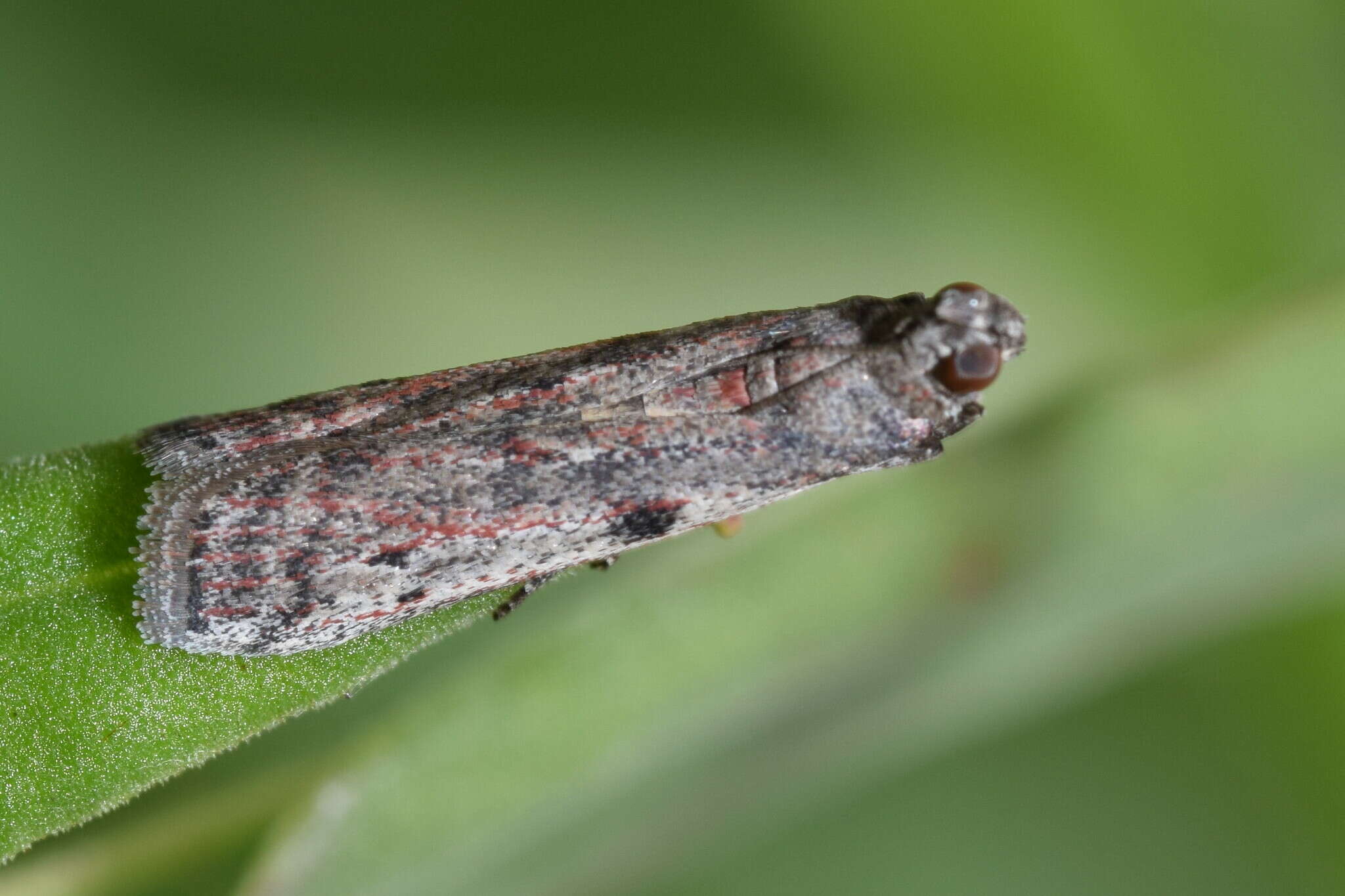 Image of Cryptoblabes hemigypsa Turner 1913