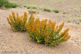 Image of Cleome coluteoides Boiss.