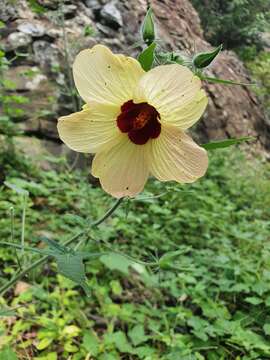 Hibiscus physaloides Guill. & Perr.的圖片