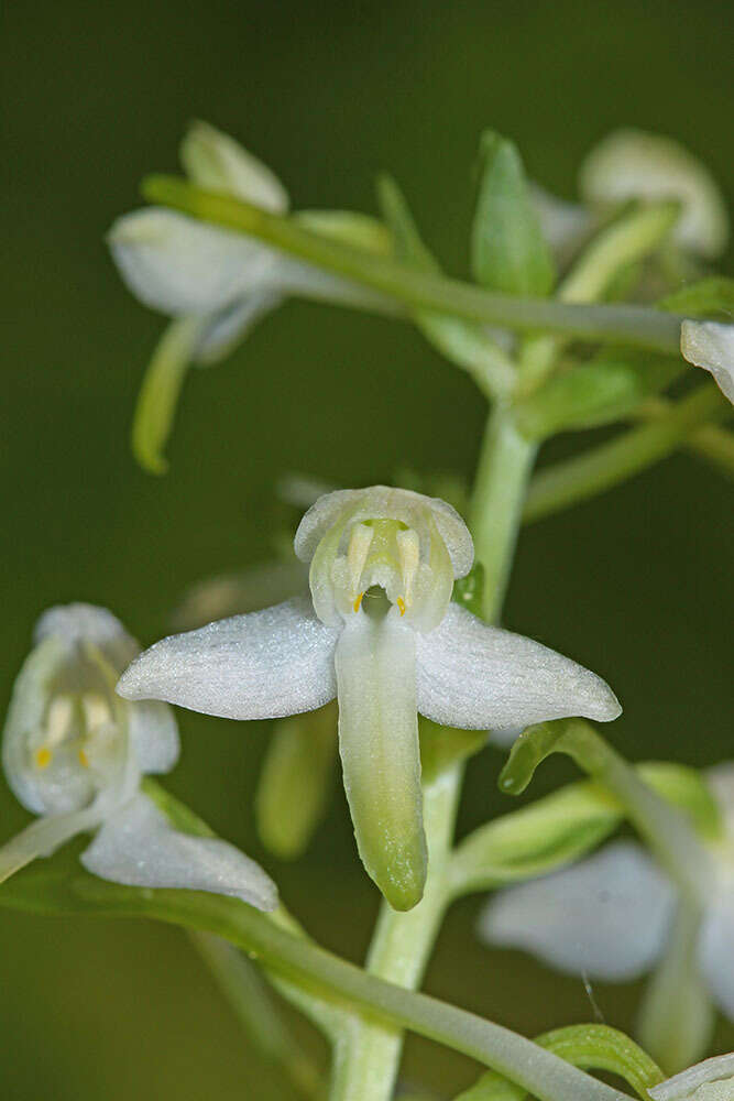 Image of Platanthera mixta Efimov