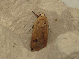 Image of Large Yellow Underwing