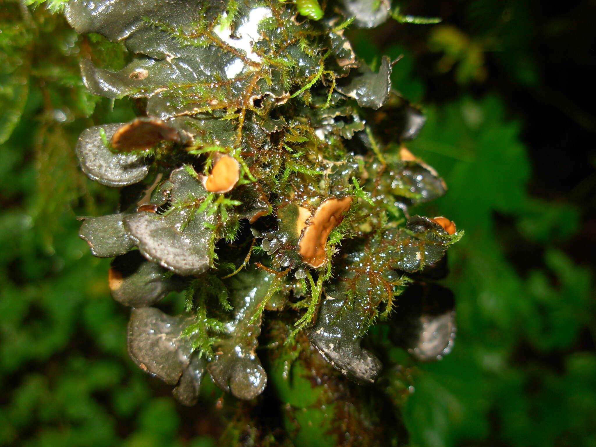 Image of kidney lichen