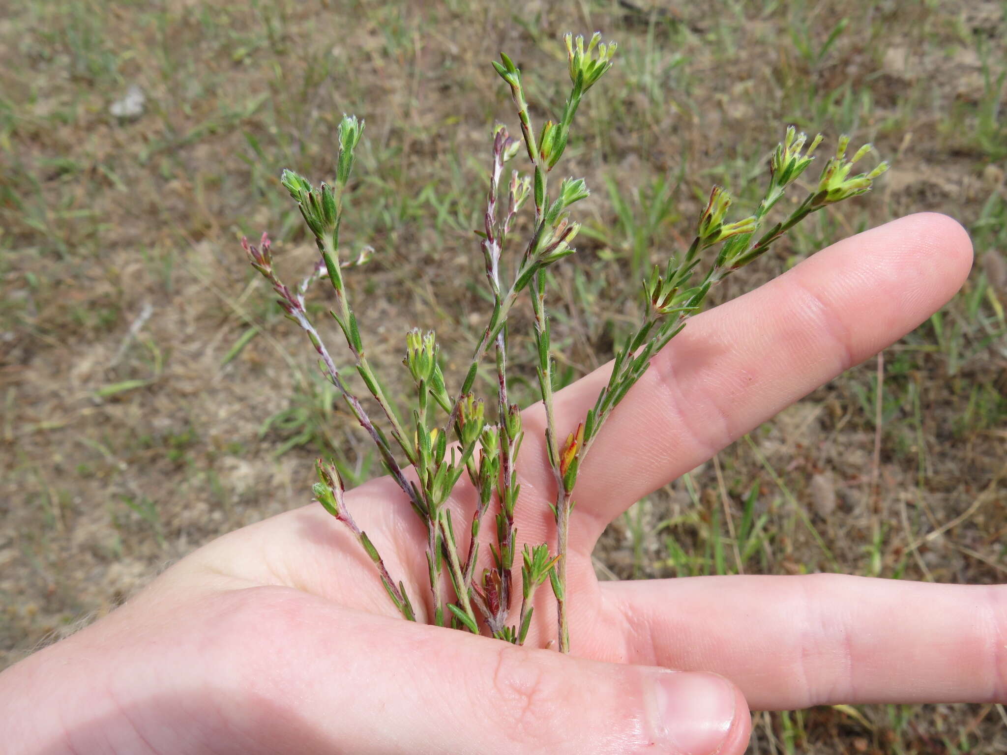 Image of Gnidia laxa (L. fil.) Gilg