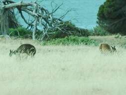 Image of Kangaroo Island Western Grey Kangaroo