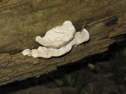 Image of White Cheese Polypore