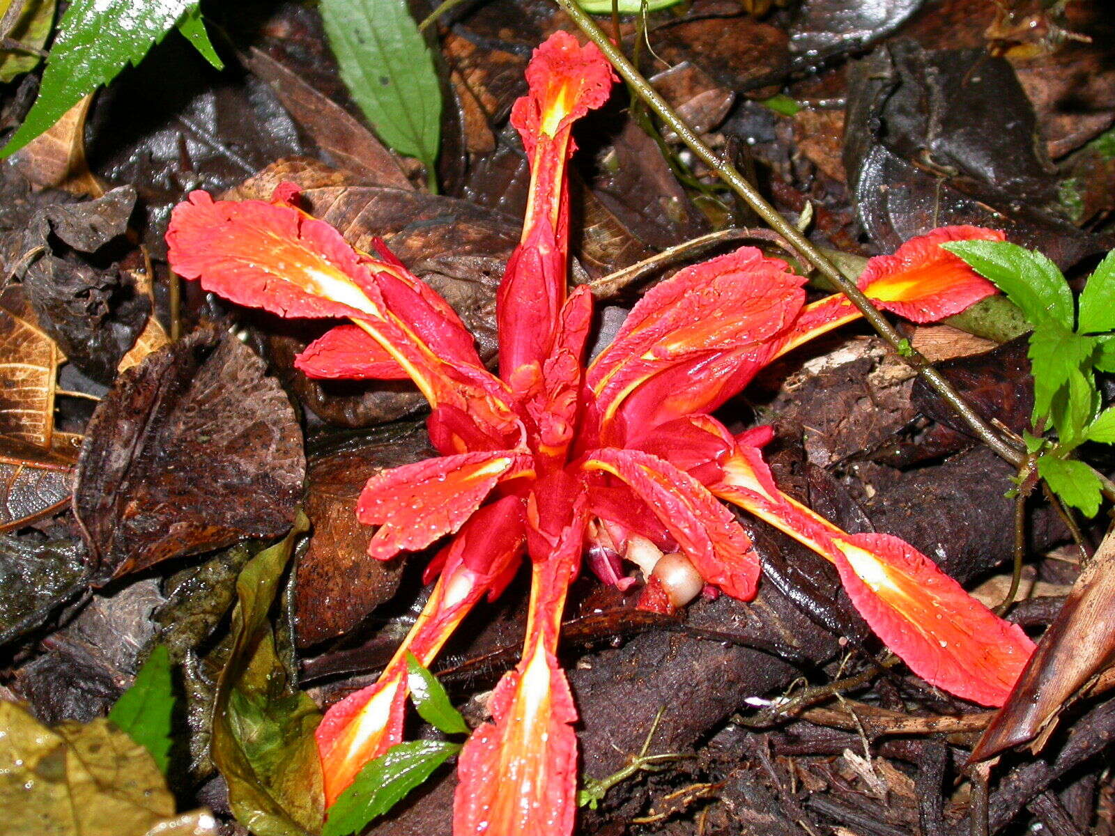 Image de Etlingera coccinea (Blume) S. Sakai & Nagam.