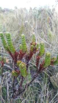 Image of Hypericum mexicanum L.