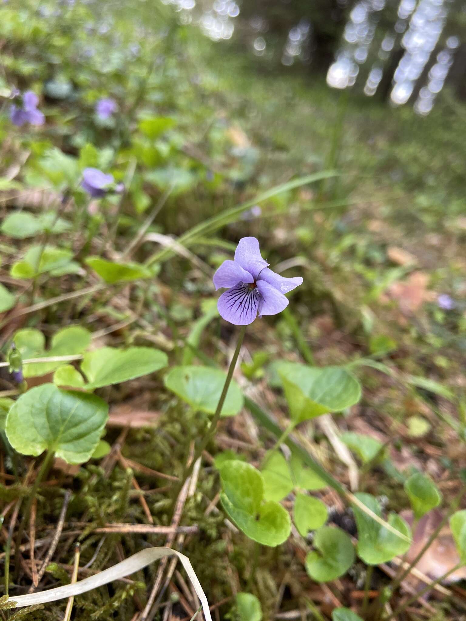 Sivun Viola ruprechtiana Borb. kuva