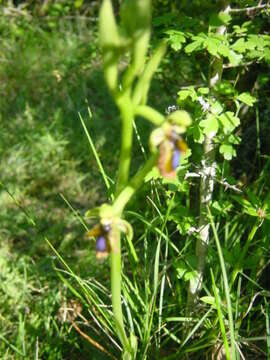 Image of Ophrys speculum subsp. lusitanica O. Danesch & E. Danesch