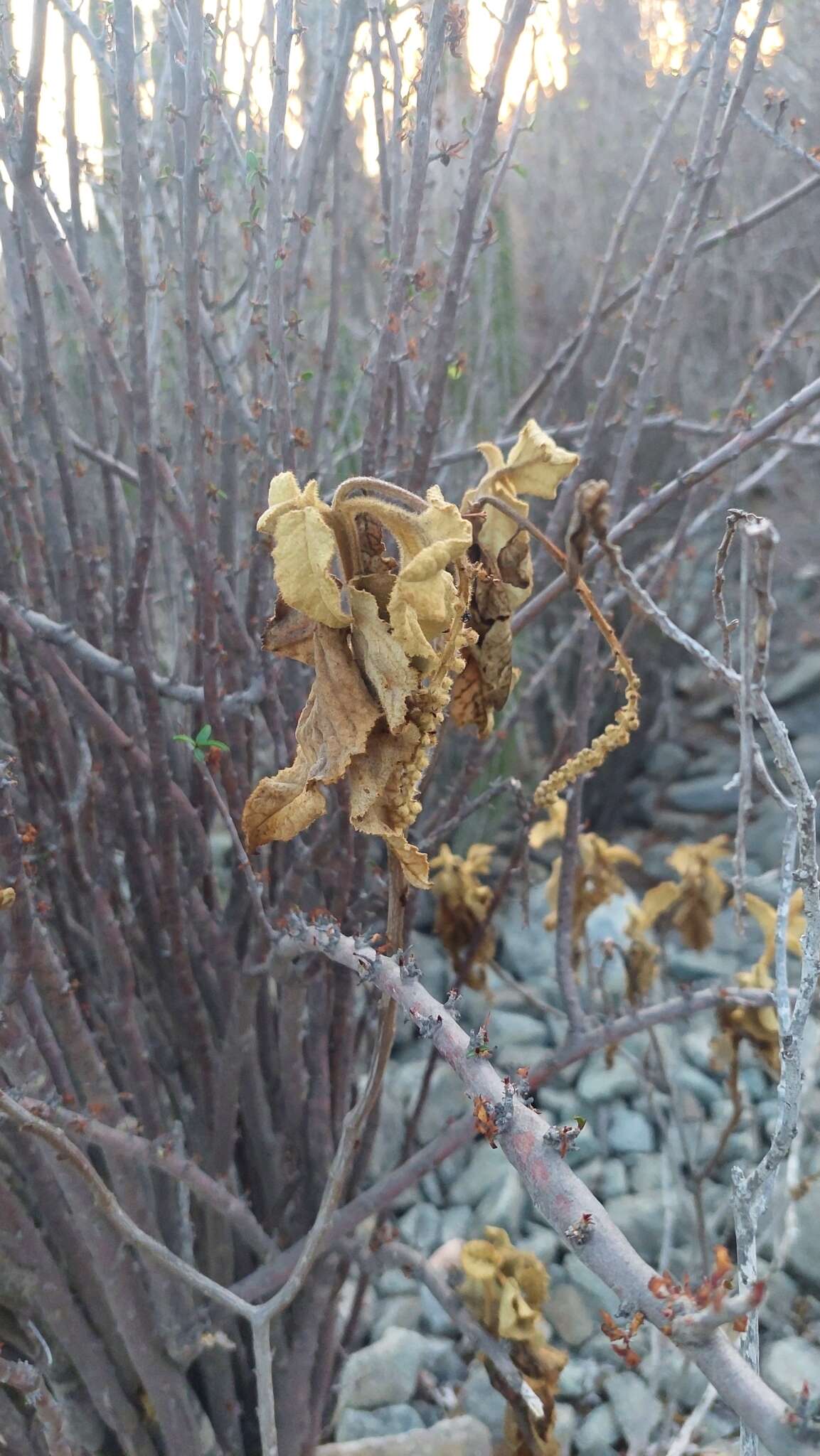 Image of Croton chilensis Müll. Arg.