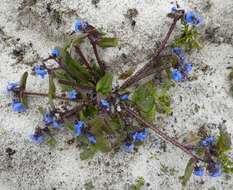 Microula sikkimensis (C. B. Cl.) Hemsl.的圖片