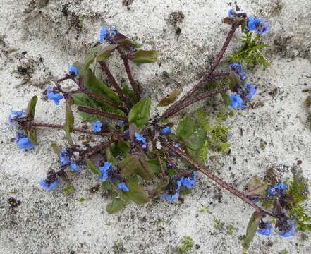 Image de Microula sikkimensis (C. B. Cl.) Hemsl.