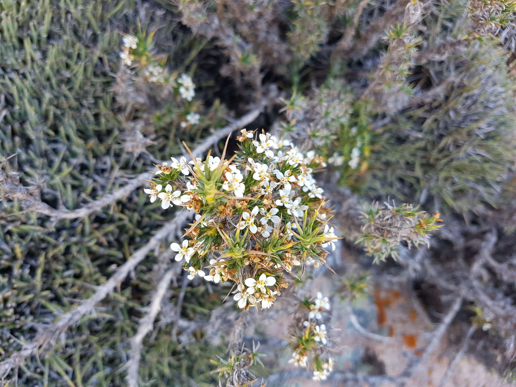 Image of Nassauvia axillaris D. Don