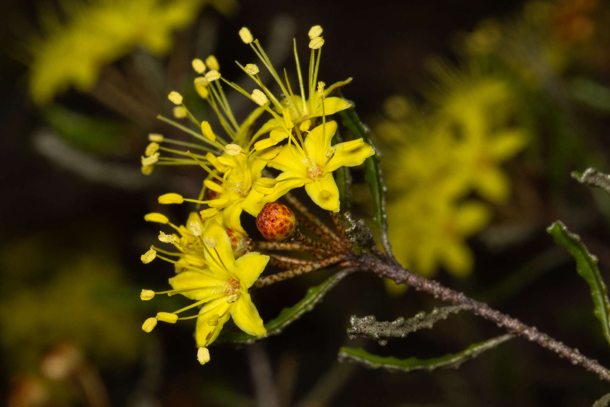 Image de Phebalium bullatum J. M. Black