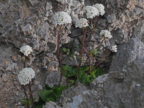 Image of Valeriana asarifolia Dufresne