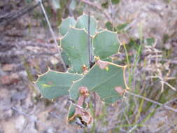 Image de Hakea denticulata R. Br.