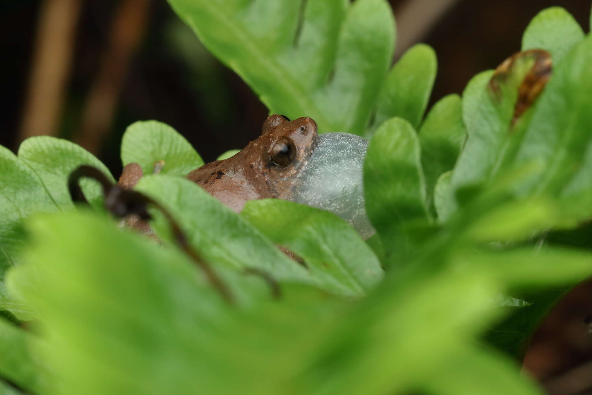 Image of Kudremukh bush frog