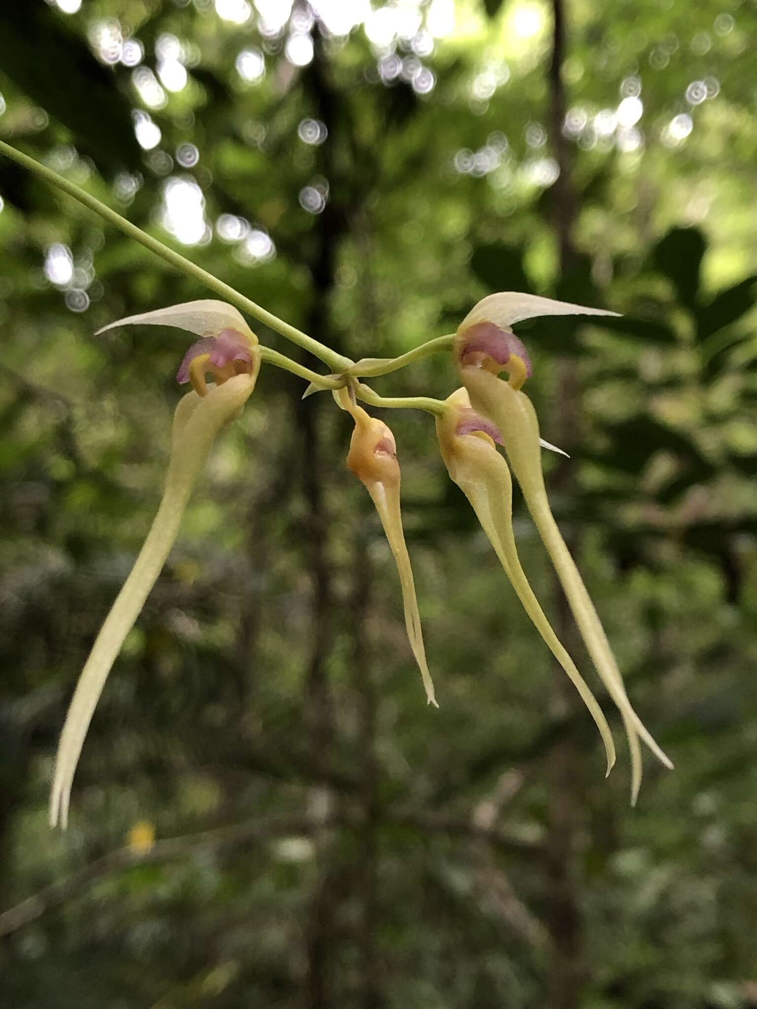 Image of Bulbophyllum macraei (Lindl.) Rchb. fil.