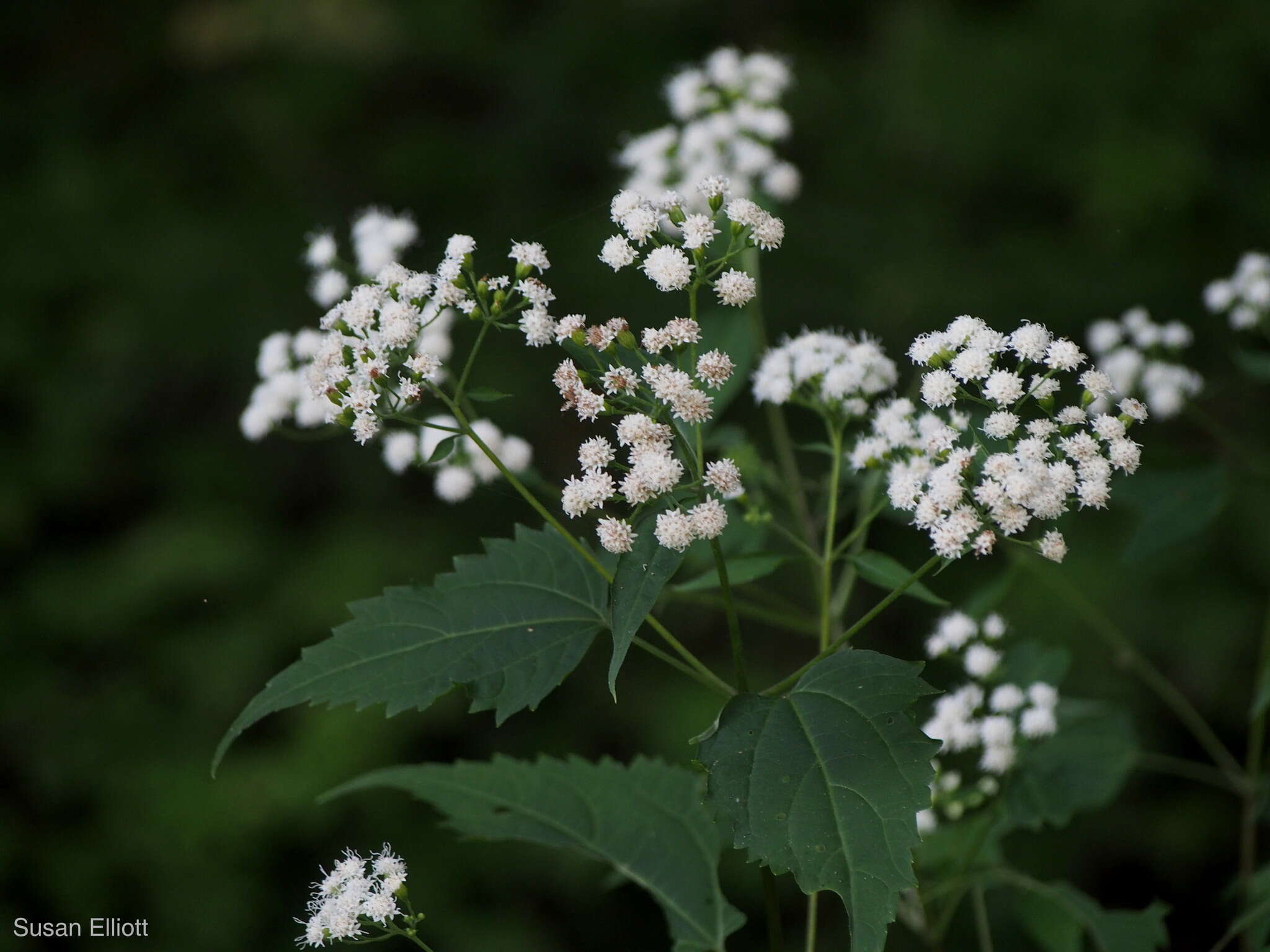 Imagem de Ageratina altissima (L.) R. King & H. Rob.