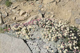 Imagem de Eriogonum ovalifolium var. nivale (Canby ex Coville) M. E. Jones