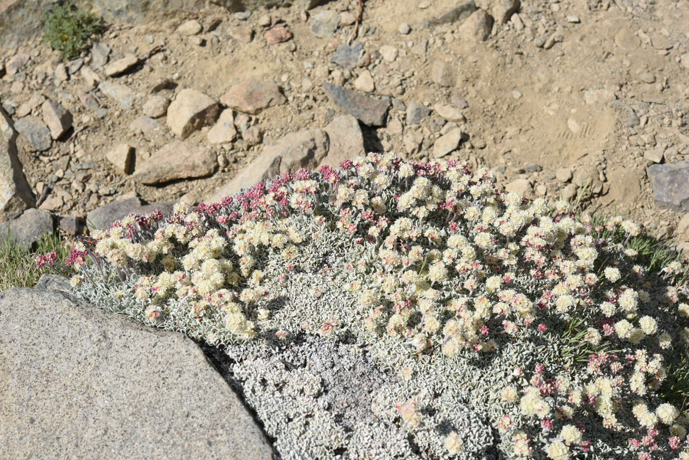 Image of cushion buckwheat