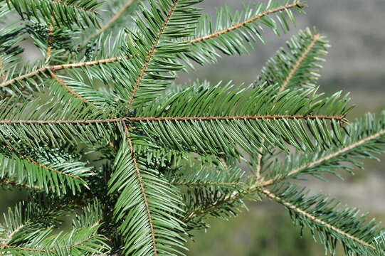 Image of Abies durangensis var. coahuilensis (I. M. Johnst.) Martínez