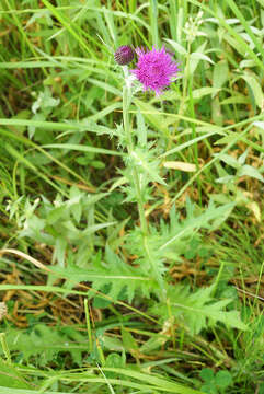 Слика од Cirsium maackii Maxim.