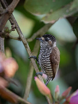 Image of White-barred Piculet