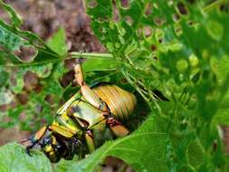 Imagem de Chrysina adolphi Chevrolat 1859