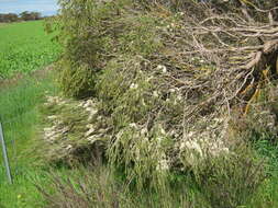 Image of mallee honeymyrtle