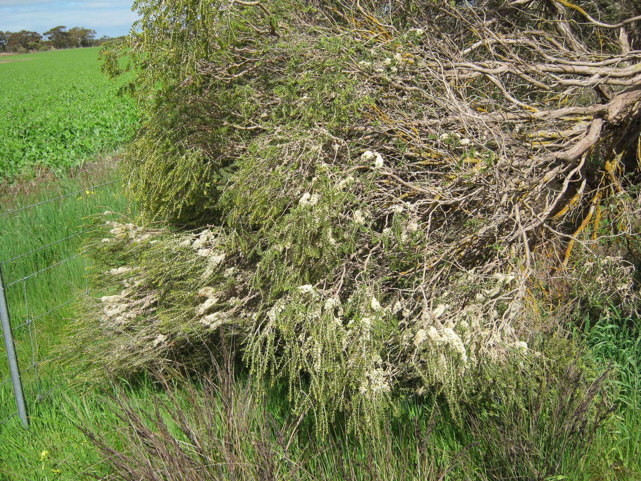 Sivun Melaleuca acuminata F. Müll. kuva