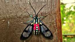 Image de Poecilosoma eone Hübner 1827