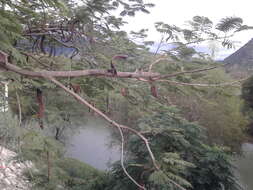 Image of Delonix regia (Bojer ex Hook.) Raf.