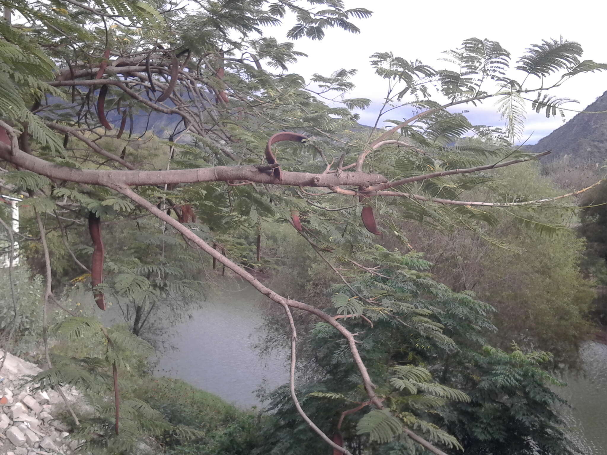 Image of Delonix regia (Bojer ex Hook.) Raf.