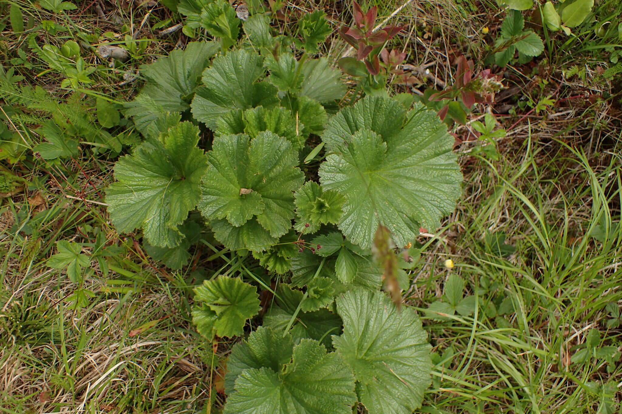 Geum radiatum Michx.的圖片