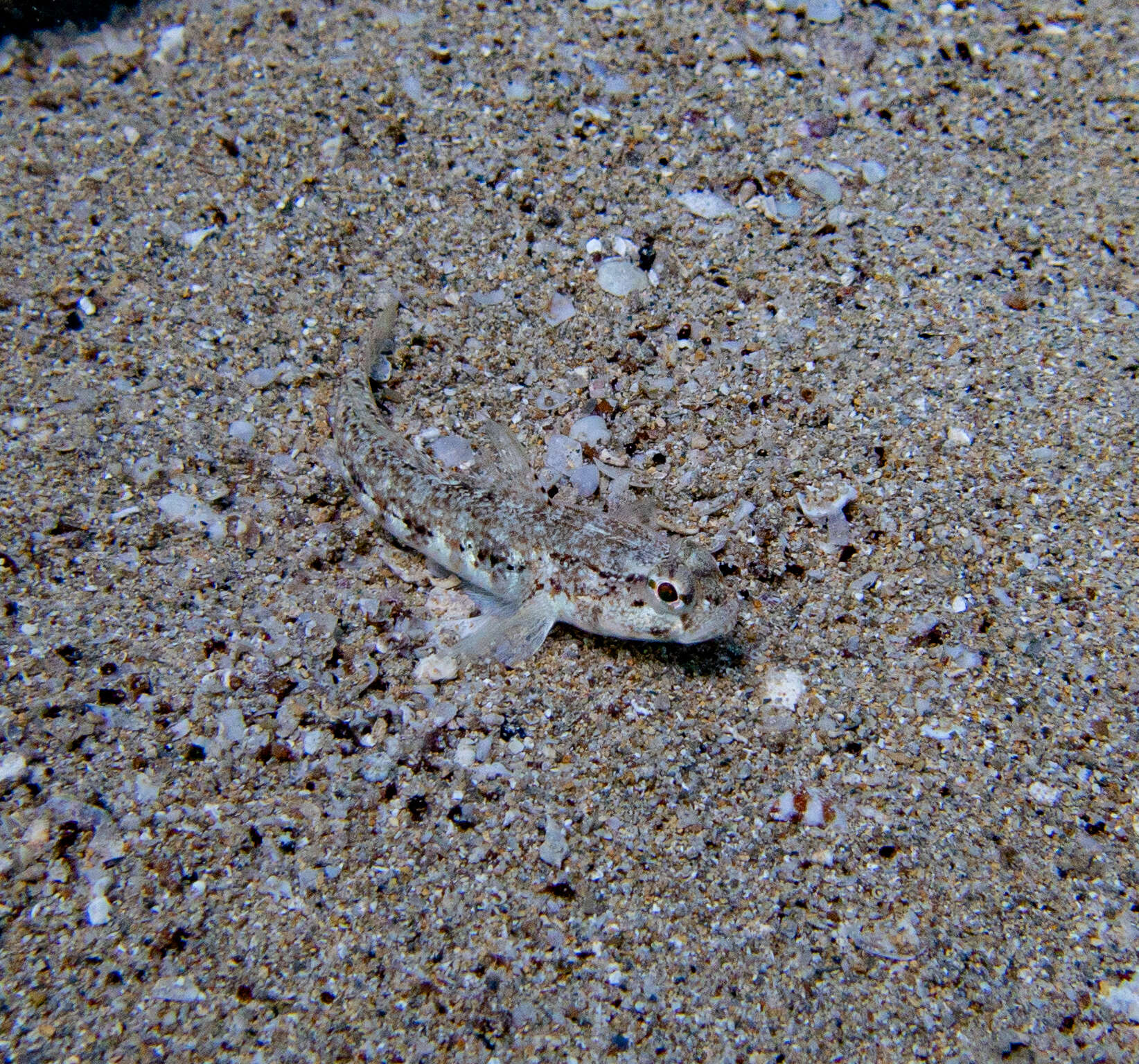 Image of Roule's Goby