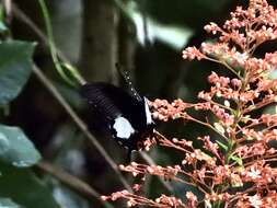 Sivun Papilio iswara White 1842 kuva