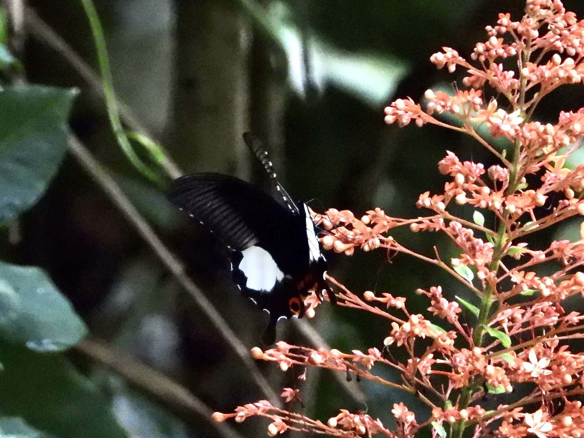 Sivun Papilio iswara White 1842 kuva