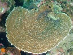 Image of bracket coral