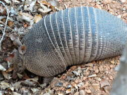 Image of long-nosed armadillos