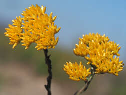 Image of Helichrysum rutilans (L.) D. Don