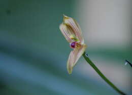 Image of Maxillaria lineolata (Fenzl) Molinari