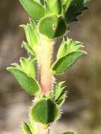 Image of Diosma awilana I. Williams