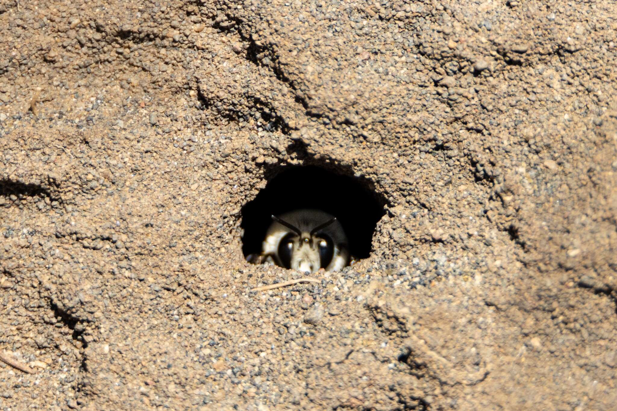 Image of Caupolicana fulvicollis Spinola 1851